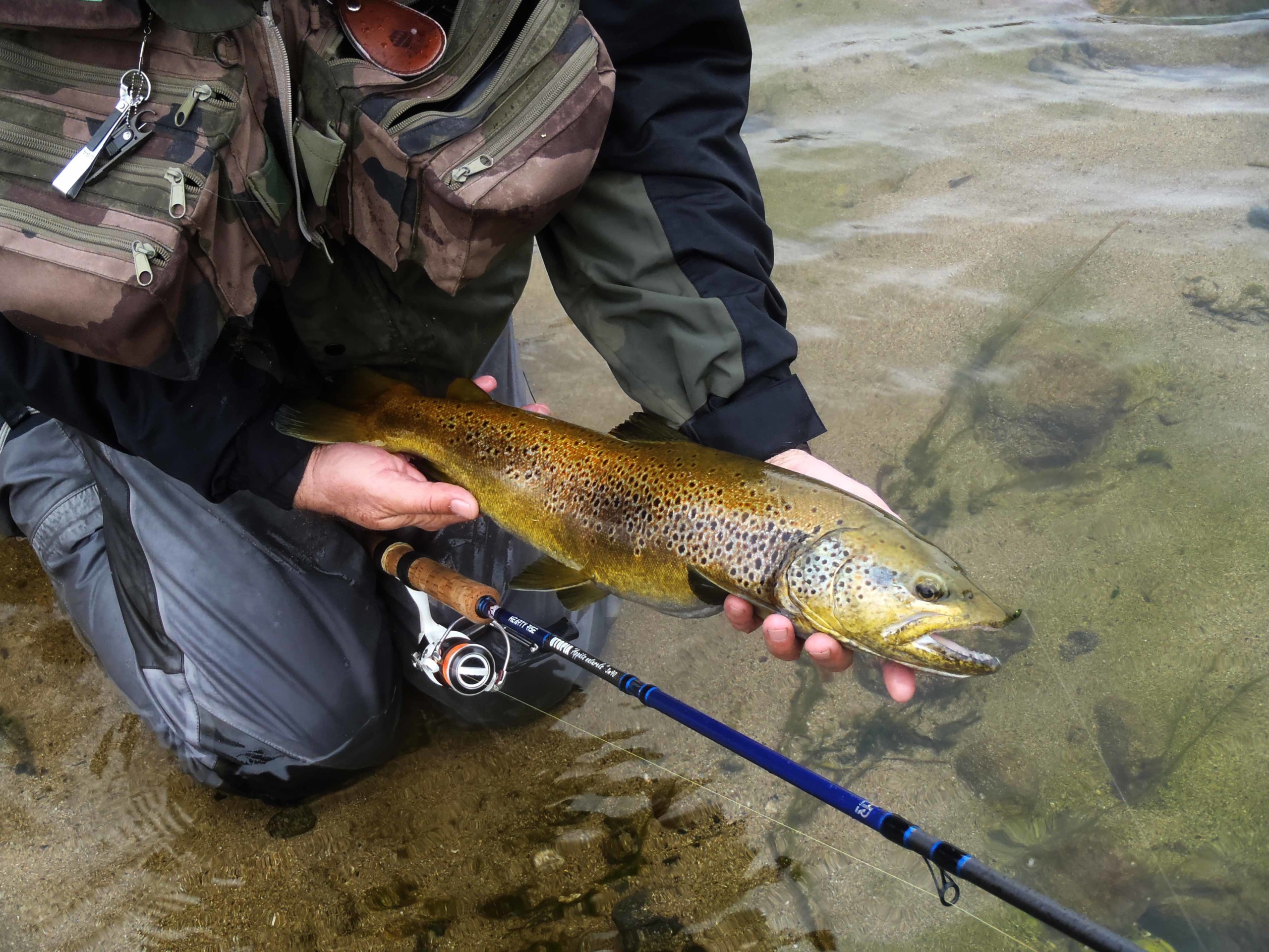 truite de 55cm pêchée en toc à la nymphe